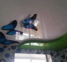 Принт "Бабочки" 