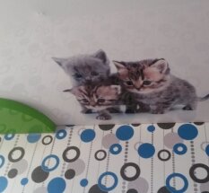 Принт "Котята"